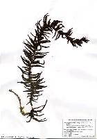 藏品(鼠尾藻)的圖片